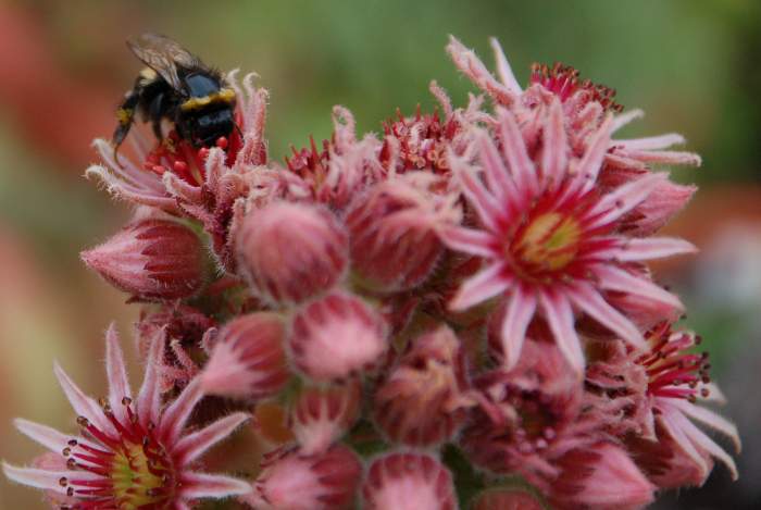 Sempervivum Dachwurz Hauswurz